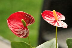 IMG_1001.JPG