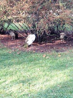 IMG_20201105_123410.jpg