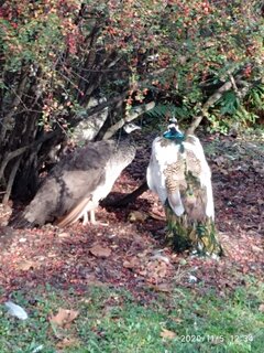 IMG_20201105_123435.jpg