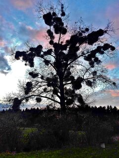 IMG_20201105_154509aa.jpg