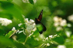 IMG_6381_lzn.jpg