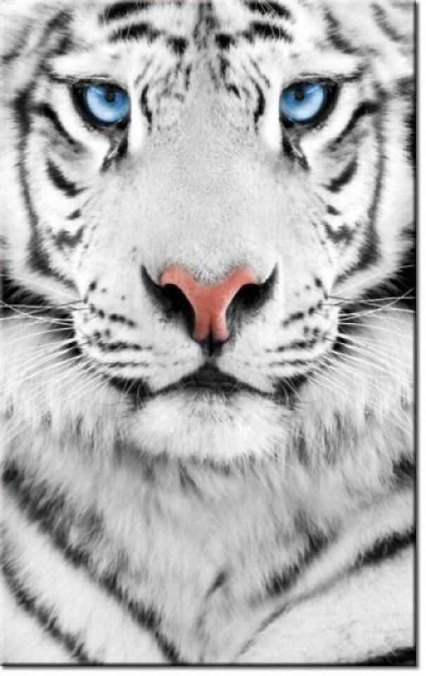 Tiger.jpg - -paw-