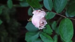 IMG_20210101_153240.jpg