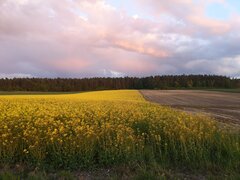 IMG_20200517_195236.jpg