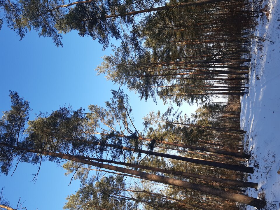 20210214_151453.jpg - torii99