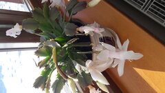 20210218_132613.jpg