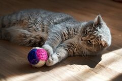 AdobeStock_68181327-950x633.jpeg