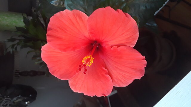 Hibiscus1