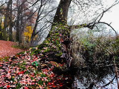 IMG_20201114_143734.JPG
