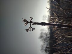 IMG_20210302_071135.jpg