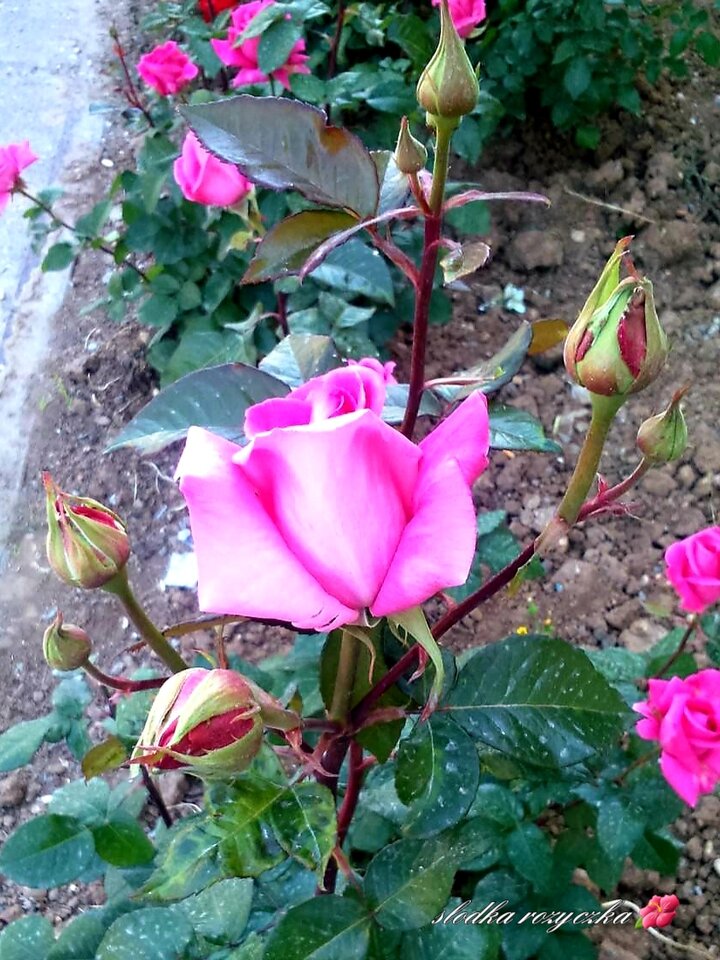🌿🌺🌿🌺🌿🌺🌿🌺 - Slodka_Rozyczka