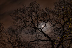 Nocne mary