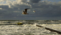 DSCF9375.JPG