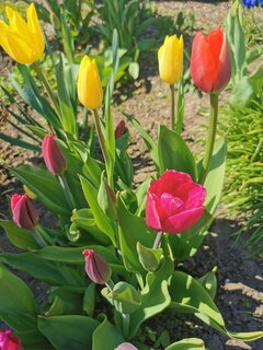 IMG_20210501_124606.jpg