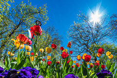 Tulipki