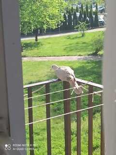 IMG_20210512_163129.jpg