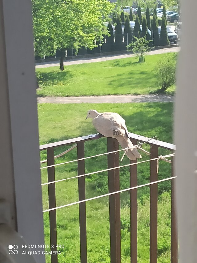 splatanikutasem