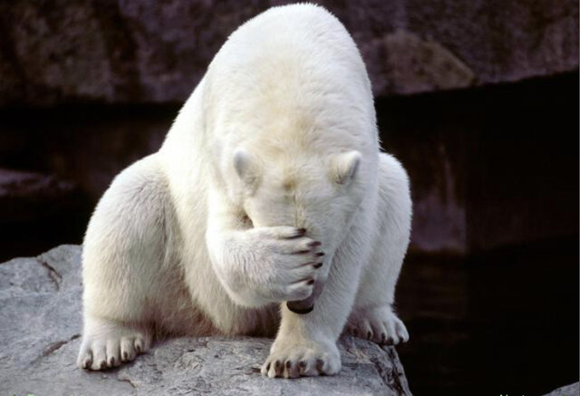 bigwhitebear