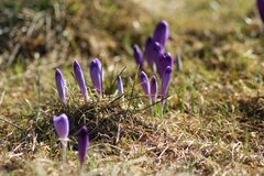 IMG_0008.jpg