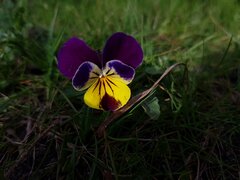 E65498BF-5C7D-4216-8DEB-A1E412F1C9D1.jpeg