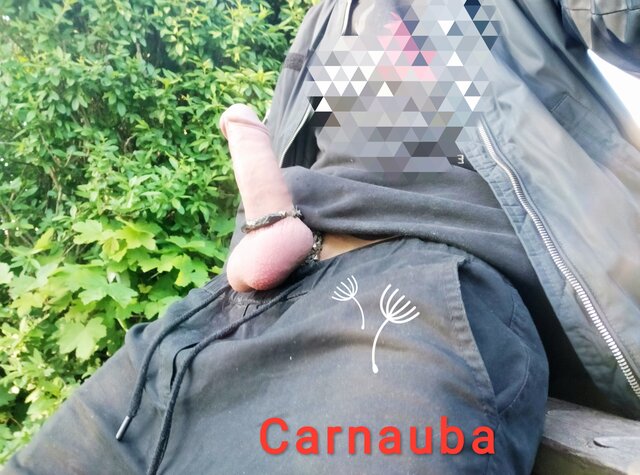 Carnauba