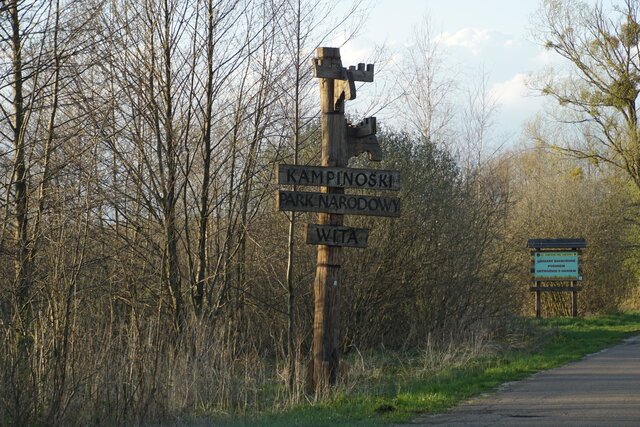 dziki42