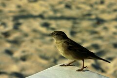 IMG_7355.JPG