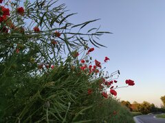 IMG_20210613_204920.jpg