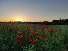 IMG_20210613_204948.jpg