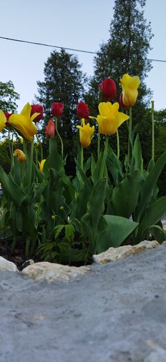 IMG_20210603_192109.jpg