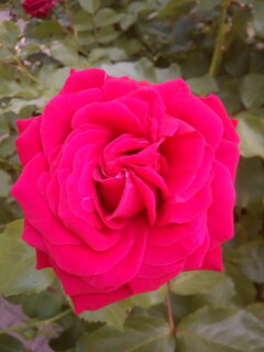 IMG_20210622_111428.jpg