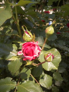 IMG_20210622_111416.jpg