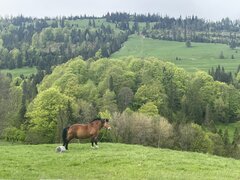 IMG_7242.jpg