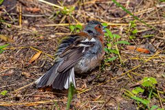 Gorąco