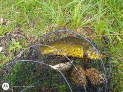 IMG_20210703_121026860.jpg