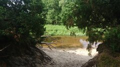 Forest Barycz
