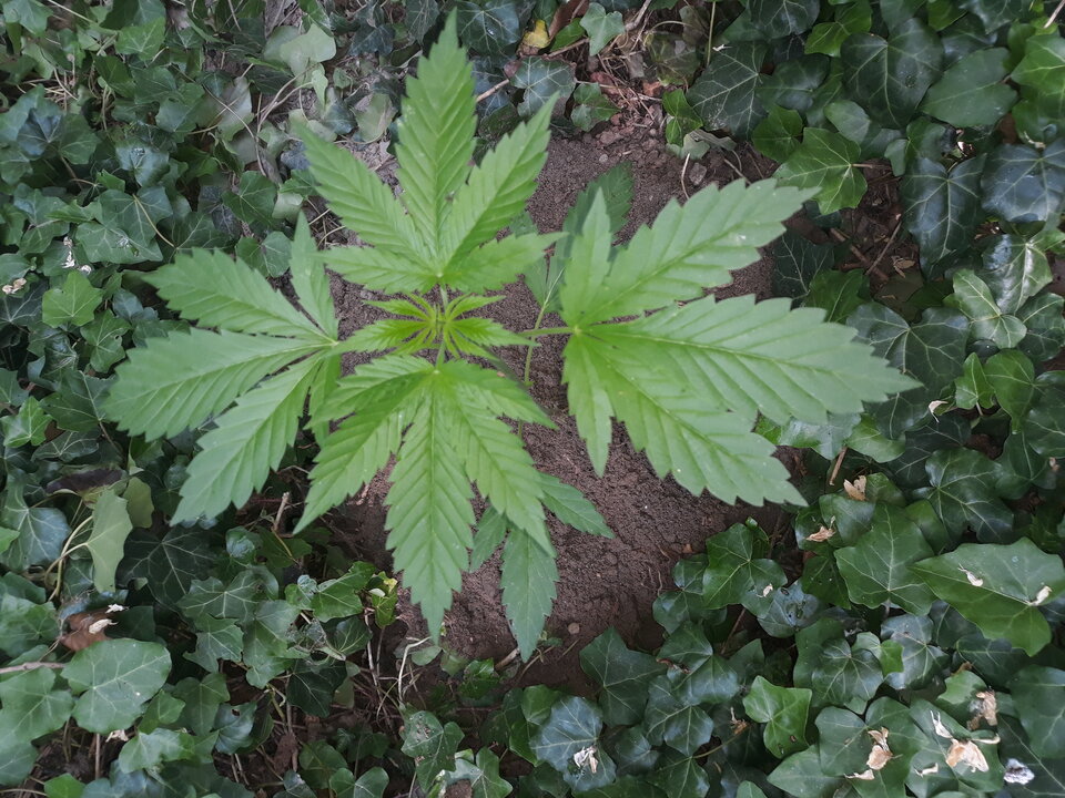 20200616_171639.jpg - Weeds84