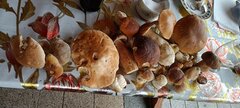 IMG20210729115304.jpg