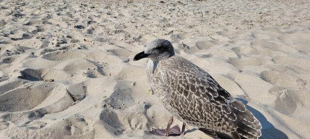 pepe677