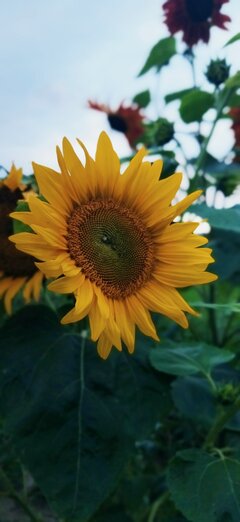 IMG_20210804_224228.jpg