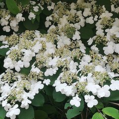 IMG_20210613_190533_972.jpg