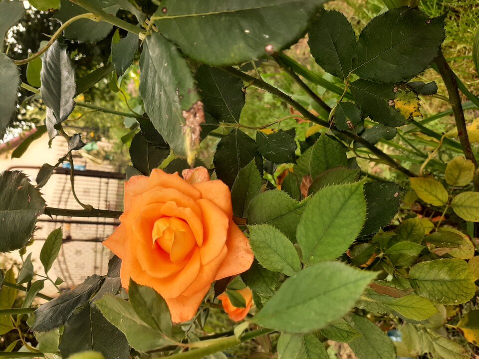 20210810_173451.jpg - Krzyszto1234