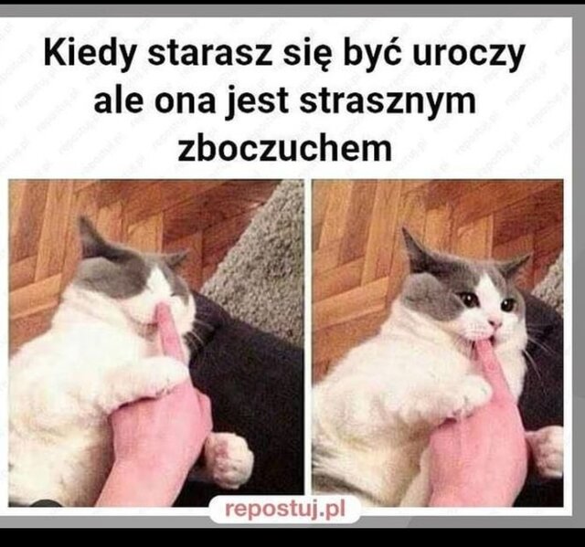 sympatyczny260981