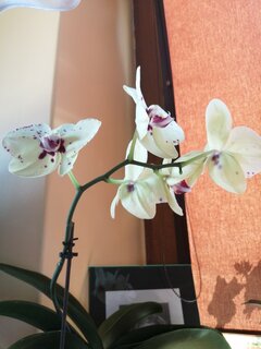 IMG_20210821_141955.jpg
