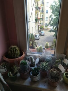 IMG_20210826_171757.jpg