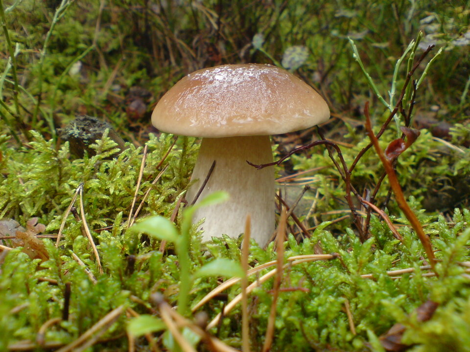 DSC01612.JPG - parazmazur69
