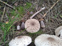 IMG_20210904_182305.jpg