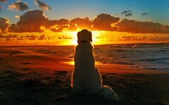 9HNW4Qg-labrador-retriever-wallpaper.jpg