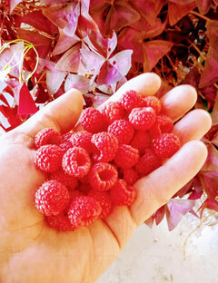 IMG-20211015-WA0004.jpg