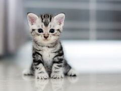 0006DVXSTLL51M5U-C122-F4.jpg